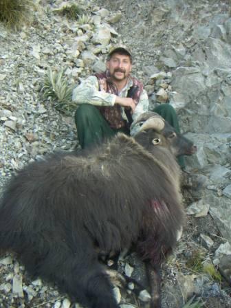 Bull Tahr